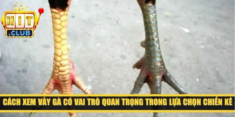 Cách xem vảy gà có vai trò quan trọng trong lựa chọn chiến kê