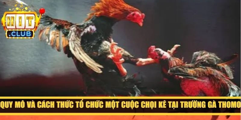 Quy mô và cách thức tổ chức một cuộc chọi kê tại trường gà Thomo